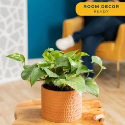 Pothos Indoor Plant In 6 In. Premium Decor Planter, Avg. Shipping Height 1-2 Ft. Tall -ECO PLANTS SHOP costa farms pothos plants co po60 3 sch 4f 1000