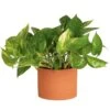 Pothos Indoor Plant In 6 In. Premium Decor Planter, Avg. Shipping Height 1-2 Ft. Tall 1 Pothos Indoor Plant In 6 In. Premium Decor Planter, Avg. Shipping Height 1-2 Ft. Tall -ECO PLANTS SHOP costa farms pothos plants co po60 3 sch 64 1000