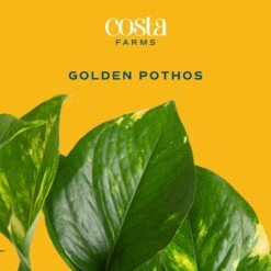 Pothos Indoor Plant In 6 In. Premium Decor Planter, Avg. Shipping Height 1-2 Ft. Tall -ECO PLANTS SHOP costa farms pothos plants co po60 3 sch c3 1000