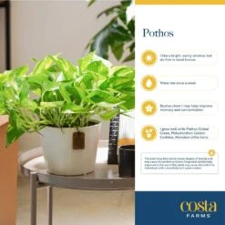 Pothos Indoor Plant In 6 In. Premium Decor Planter, Avg. Shipping Height 1-2 Ft. Tall -ECO PLANTS SHOP costa farms pothos plants co po60 3 sch fa 1000