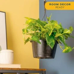 Grower's Choice Indoor/Outdoor Plant In 10 In. Hanging Basket, Avg. Shipping Height 12-20 In. -ECO PLANTS SHOP costa farms pothos plants l epi g hgp 01 1d 1000