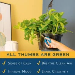 Grower's Choice Indoor/Outdoor Plant In 10 In. Hanging Basket, Avg. Shipping Height 12-20 In. -ECO PLANTS SHOP costa farms pothos plants l epi g hgp 01 31 1000