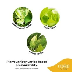 Grower's Choice Indoor/Outdoor Plant In 10 In. Hanging Basket, Avg. Shipping Height 12-20 In. -ECO PLANTS SHOP costa farms pothos plants l epi g hgp 01 40 1000