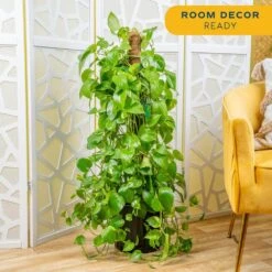 10 In. Pothos Plant With Totem Pole In Grower's Pot, Avg. Shipping Height 3-4 Ft. Tall 15 10 In. Pothos Plant With Totem Pole In Grower's Pot, Avg. Shipping Height 3-4 Ft. Tall -ECO PLANTS SHOP costa farms pothos plants l gtp g pot 01 1f 1000
