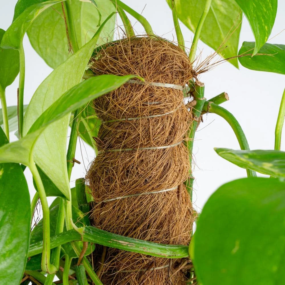 10 In. Pothos Plant With Totem Pole In Grower's Pot, Avg. Shipping Height 3-4 Ft. Tall 6 10 In. Pothos Plant With Totem Pole In Grower's Pot, Avg. Shipping Height 3-4 Ft. Tall - Image 4