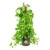 10 In. Pothos Plant With Totem Pole In Grower's Pot, Avg. Shipping Height 3-4 Ft. Tall -ECO PLANTS SHOP costa farms pothos plants l gtp g pot 01 64 1000
