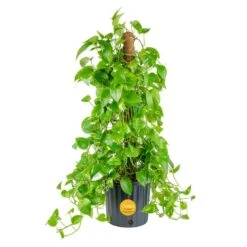 10 In. Pothos Plant With Totem Pole In Grower's Pot, Avg. Shipping Height 3-4 Ft. Tall