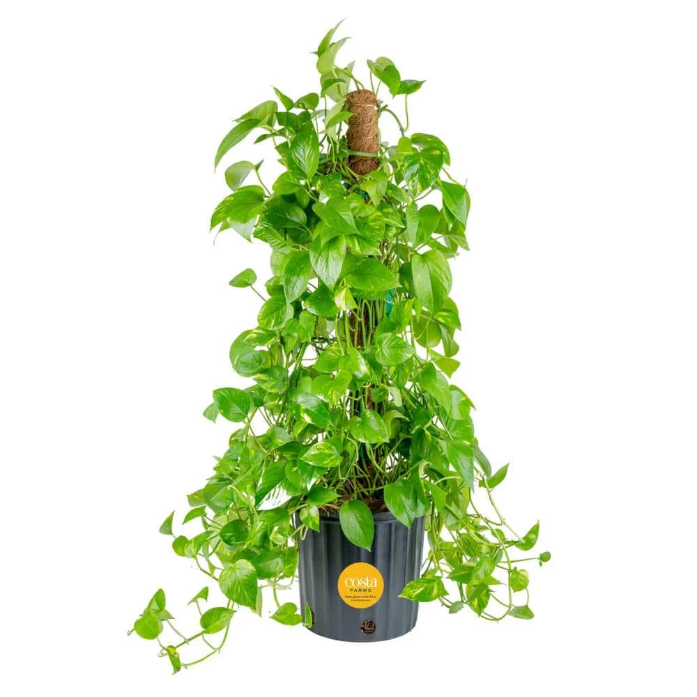 10 In. Pothos Plant With Totem Pole In Grower's Pot, Avg. Shipping Height 3-4 Ft. Tall 3 10 In. Pothos Plant With Totem Pole In Grower's Pot, Avg. Shipping Height 3-4 Ft. Tall