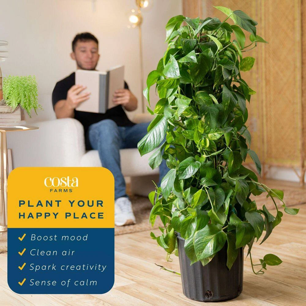 10 In. Pothos Plant With Totem Pole In Grower's Pot, Avg. Shipping Height 3-4 Ft. Tall 4 10 In. Pothos Plant With Totem Pole In Grower's Pot, Avg. Shipping Height 3-4 Ft. Tall - Image 2
