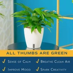 Baltic Blue Indoor Plant In 6 In. Self-Watering Planter, Avg. Shipping Height 1-2 Ft. Tall 13 Baltic Blue Indoor Plant In 6 In. Self-Watering Planter, Avg. Shipping Height 1-2 Ft. Tall -ECO PLANTS SHOP costa farms pothos plants m bbp s mwg 01 1f 1000