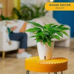 Baltic Blue Indoor Plant In 6 In. Self-Watering Planter, Avg. Shipping Height 1-2 Ft. Tall 17 Baltic Blue Indoor Plant In 6 In. Self-Watering Planter, Avg. Shipping Height 1-2 Ft. Tall -ECO PLANTS SHOP costa farms pothos plants m bbp s mwg 01 31 1000