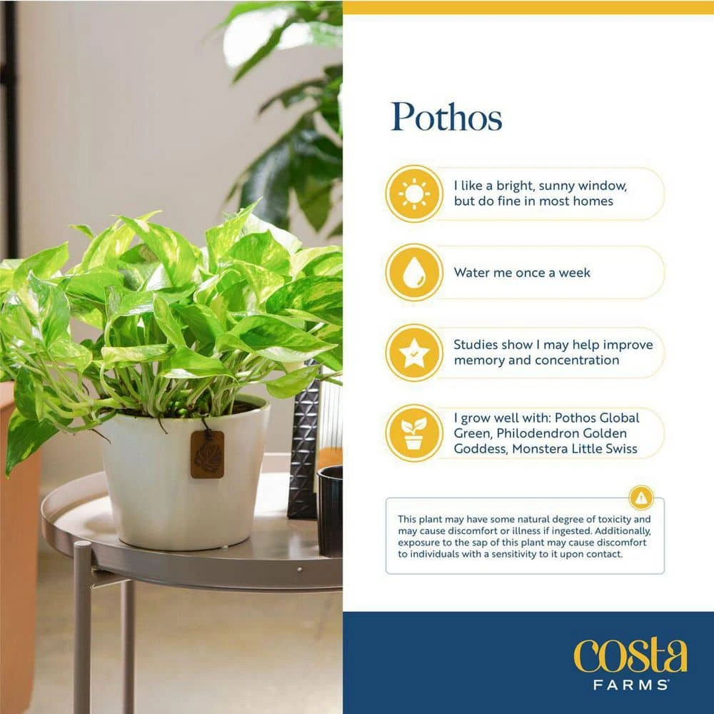 Baltic Blue Indoor Plant In 6 In. Self-Watering Planter, Avg. Shipping Height 1-2 Ft. Tall 7 Baltic Blue Indoor Plant In 6 In. Self-Watering Planter, Avg. Shipping Height 1-2 Ft. Tall - Image 5