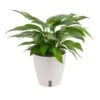 Baltic Blue Indoor Plant In 6 In. Self-Watering Planter, Avg. Shipping Height 1-2 Ft. Tall -ECO PLANTS SHOP costa farms pothos plants m bbp s mwg 01 64 1000