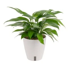 Baltic Blue Indoor Plant In 6 In. Self-Watering Planter, Avg. Shipping Height 1-2 Ft. Tall