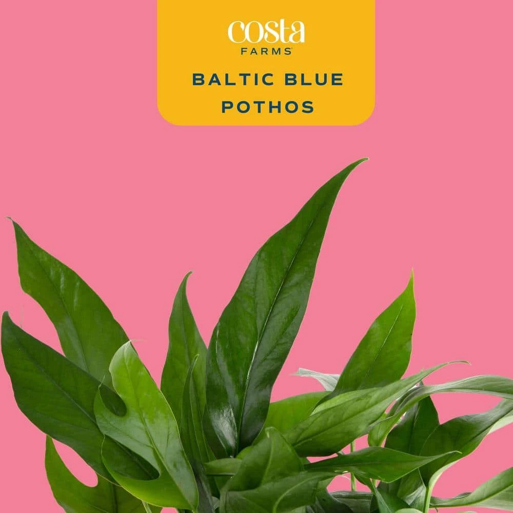 Baltic Blue Indoor Plant In 6 In. Self-Watering Planter, Avg. Shipping Height 1-2 Ft. Tall 4 Baltic Blue Indoor Plant In 6 In. Self-Watering Planter, Avg. Shipping Height 1-2 Ft. Tall - Image 2