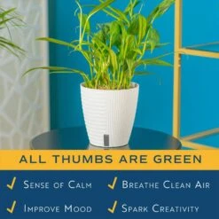 Silver Streak Indoor Plant In 6 In. Self-Watering Planter, Avg. Shipping Height 1-2 Ft. Tall 14 Silver Streak Indoor Plant In 6 In. Self-Watering Planter, Avg. Shipping Height 1-2 Ft. Tall -ECO PLANTS SHOP costa farms pothos plants memapwht01 1f 1000