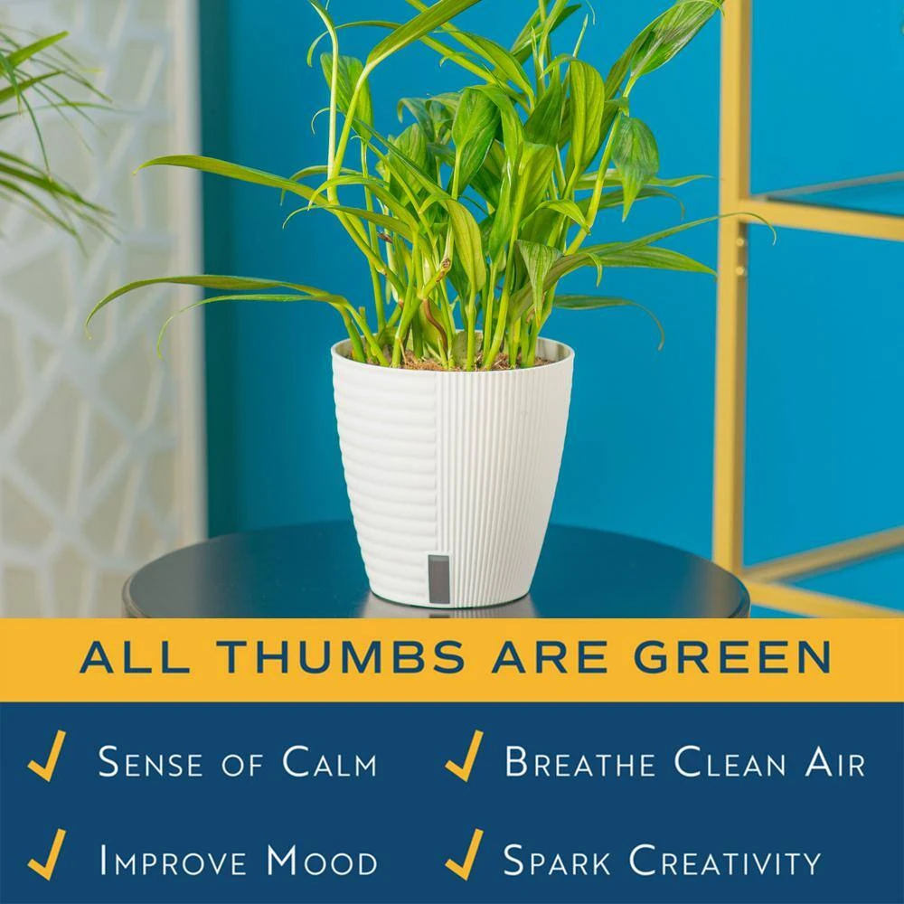 Silver Streak Indoor Plant In 6 In. Self-Watering Planter, Avg. Shipping Height 1-2 Ft. Tall 7 Silver Streak Indoor Plant In 6 In. Self-Watering Planter, Avg. Shipping Height 1-2 Ft. Tall - Image 5