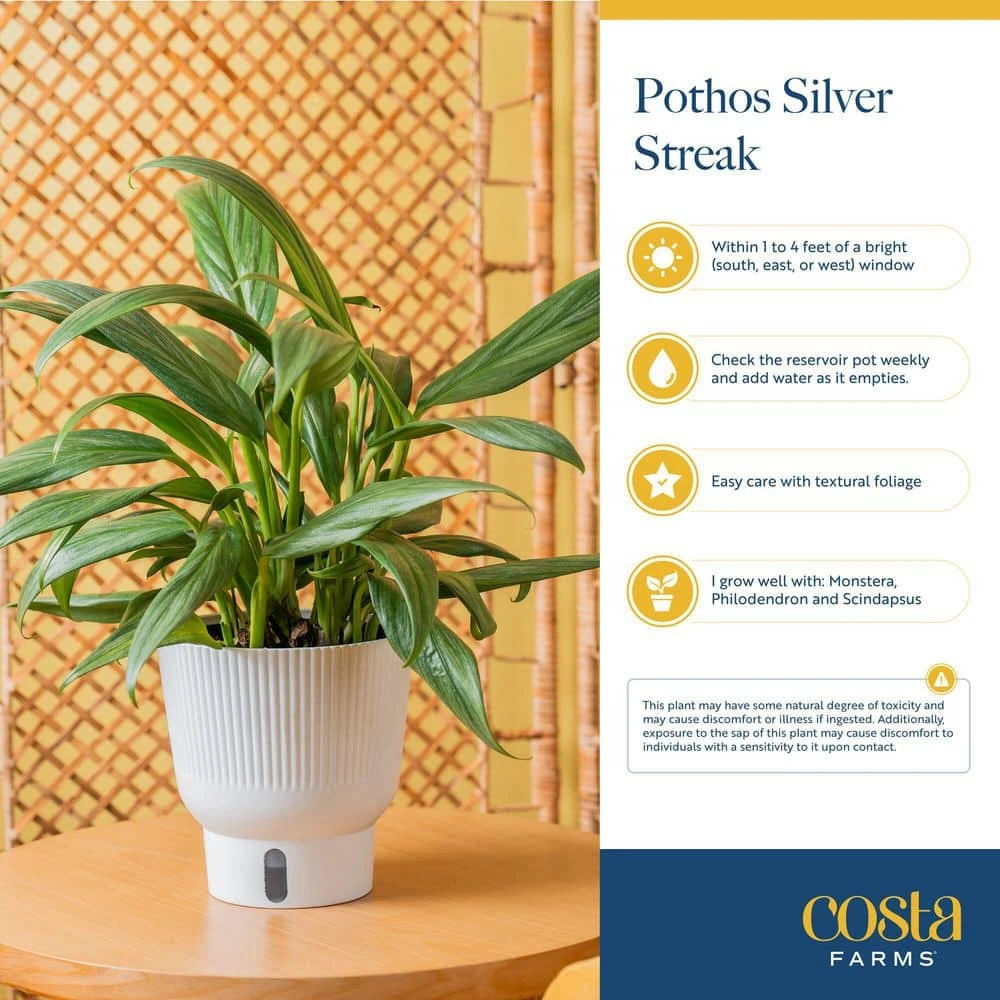 Silver Streak Indoor Plant In 6 In. Self-Watering Planter, Avg. Shipping Height 1-2 Ft. Tall 10 Silver Streak Indoor Plant In 6 In. Self-Watering Planter, Avg. Shipping Height 1-2 Ft. Tall - Image 8