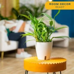 Silver Streak Indoor Plant In 6 In. Self-Watering Planter, Avg. Shipping Height 1-2 Ft. Tall 13 Silver Streak Indoor Plant In 6 In. Self-Watering Planter, Avg. Shipping Height 1-2 Ft. Tall -ECO PLANTS SHOP costa farms pothos plants memapwht01 4f 1000