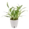 Silver Streak Indoor Plant In 6 In. Self-Watering Planter, Avg. Shipping Height 1-2 Ft. Tall 2 Silver Streak Indoor Plant In 6 In. Self-Watering Planter, Avg. Shipping Height 1-2 Ft. Tall -ECO PLANTS SHOP costa farms pothos plants memapwht01 64 1000