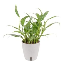 Silver Streak Indoor Plant In 6 In. Self-Watering Planter, Avg. Shipping Height 1-2 Ft. Tall