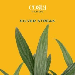 Silver Streak Indoor Plant In 6 In. Self-Watering Planter, Avg. Shipping Height 1-2 Ft. Tall 12 Silver Streak Indoor Plant In 6 In. Self-Watering Planter, Avg. Shipping Height 1-2 Ft. Tall -ECO PLANTS SHOP costa farms pothos plants memapwht01 c3 1000