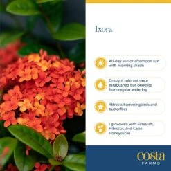 2 Gal. Blooming Red Ixora Outdoor Plant In Grower Pot, Avg. Shipping Height 1-2 Ft. Tall -ECO PLANTS SHOP costa farms shrubs hedges 10ixoraorange 1f 1000