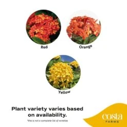 2 Gal. Blooming Red Ixora Outdoor Plant In Grower Pot, Avg. Shipping Height 1-2 Ft. Tall -ECO PLANTS SHOP costa farms shrubs hedges 10ixoraorange 44 1000