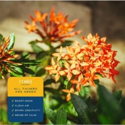 2 Gal. Blooming Red Ixora Outdoor Plant In Grower Pot, Avg. Shipping Height 1-2 Ft. Tall -ECO PLANTS SHOP costa farms shrubs hedges 10ixoraorange 4f 1000