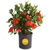 2 Gal. Blooming Red Ixora Outdoor Plant In Grower Pot, Avg. Shipping Height 1-2 Ft. Tall