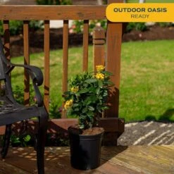 2 Gal. Blooming Red Ixora Outdoor Plant In Grower Pot, Avg. Shipping Height 1-2 Ft. Tall -ECO PLANTS SHOP costa farms shrubs hedges 10ixoraorange c3 1000