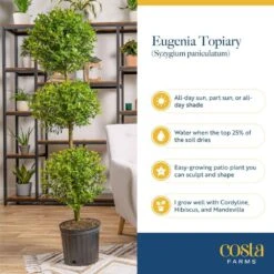 Eugenia 3-Ball Topiary Indoor/Outdoor Shrub Plant In 10 In. Grower Planter, Avg. Shipping Height 3-4 Ft. Tall -ECO PLANTS SHOP costa farms shrubs hedges co euc12 3 gp 1f 1000