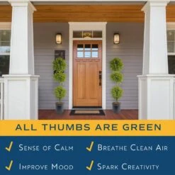 Eugenia 3-Ball Topiary Indoor/Outdoor Shrub Plant In 10 In. Grower Planter, Avg. Shipping Height 3-4 Ft. Tall -ECO PLANTS SHOP costa farms shrubs hedges co euc12 3 gp 4f 1000