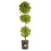 Eugenia 3-Ball Topiary Indoor/Outdoor Shrub Plant In 10 In. Grower Planter, Avg. Shipping Height 3-4 Ft. Tall -ECO PLANTS SHOP costa farms shrubs hedges co euc12 3 gp 64 1000