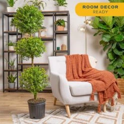 Eugenia 3-Ball Topiary Indoor/Outdoor Shrub Plant In 10 In. Grower Planter, Avg. Shipping Height 3-4 Ft. Tall -ECO PLANTS SHOP costa farms shrubs hedges co euc12 3 gp 76 1000