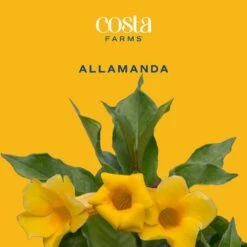 10 In. Outdoor Yellow Allamanda Plant In Grower Pot, Avg. Shipping Height 26 In. To 32 In. Tall -ECO PLANTS SHOP costa farms shrubs hedges l all g pot 01 31 1000