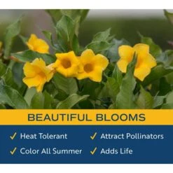 10 In. Outdoor Yellow Allamanda Plant In Grower Pot, Avg. Shipping Height 26 In. To 32 In. Tall -ECO PLANTS SHOP costa farms shrubs hedges l all g pot 01 4f 1000