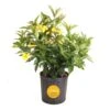 10 In. Outdoor Yellow Allamanda Plant In Grower Pot, Avg. Shipping Height 26 In. To 32 In. Tall -ECO PLANTS SHOP costa farms shrubs hedges l all g pot 01 64 1000