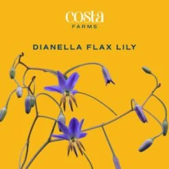 Outdoor Dianella Flax Lily Plant In 9.25 In. Grower Pot, Avg. Shipping Height 2 Ft. To 3 Ft. Tall -ECO PLANTS SHOP costa farms shrubs hedges l dia g pot 01 31 1000