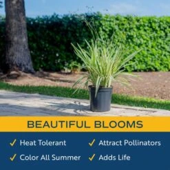 Outdoor Dianella Flax Lily Plant In 9.25 In. Grower Pot, Avg. Shipping Height 2 Ft. To 3 Ft. Tall -ECO PLANTS SHOP costa farms shrubs hedges l dia g pot 01 4f 1000