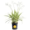 Outdoor Dianella Flax Lily Plant In 9.25 In. Grower Pot, Avg. Shipping Height 2 Ft. To 3 Ft. Tall -ECO PLANTS SHOP costa farms shrubs hedges l dia g pot 01 64 1000