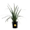 Outdoor Dietes Iris Giant Plant In 9.25 In. Grower Pot, Avg. Shipping Height 2 Ft. To 3 Ft. Tall 2 Outdoor Dietes Iris Giant Plant In 9.25 In. Grower Pot, Avg. Shipping Height 2 Ft. To 3 Ft. Tall -ECO PLANTS SHOP costa farms shrubs hedges l die g pot 01 64 1000