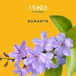 Outdoor Duranta Bush Plant In 9.25 In. Grower Pot, Avg. Shipping Height 2 Ft. To 3 Ft. Tall -ECO PLANTS SHOP costa farms shrubs hedges l dur g pot 01 31 1000