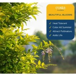 Outdoor Duranta Bush Plant In 9.25 In. Grower Pot, Avg. Shipping Height 2 Ft. To 3 Ft. Tall -ECO PLANTS SHOP costa farms shrubs hedges l dur g pot 01 4f 1000