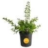 Outdoor Duranta Bush Plant In 9.25 In. Grower Pot, Avg. Shipping Height 2 Ft. To 3 Ft. Tall