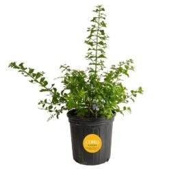 Outdoor Duranta Bush Plant In 9.25 In. Grower Pot, Avg. Shipping Height 2 Ft. To 3 Ft. Tall