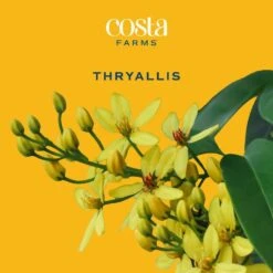 10 In. Outdoor Yellow Galphimia Thryallis Plant In Grower Pot, Avg. Shipping Height 26 In. To 32 In. -ECO PLANTS SHOP costa farms shrubs hedges l gat g pot 01 31 1000