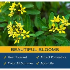 10 In. Outdoor Yellow Galphimia Thryallis Plant In Grower Pot, Avg. Shipping Height 26 In. To 32 In. -ECO PLANTS SHOP costa farms shrubs hedges l gat g pot 01 4f 1000