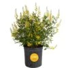 10 In. Outdoor Yellow Galphimia Thryallis Plant In Grower Pot, Avg. Shipping Height 26 In. To 32 In. -ECO PLANTS SHOP costa farms shrubs hedges l gat g pot 01 64 1000