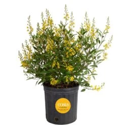 10 In. Outdoor Yellow Galphimia Thryallis Plant In Grower Pot, Avg. Shipping Height 26 In. To 32 In.